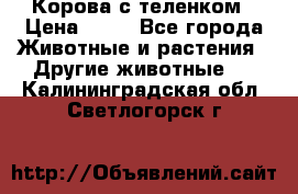 Корова с теленком › Цена ­ 69 - Все города Животные и растения » Другие животные   . Калининградская обл.,Светлогорск г.